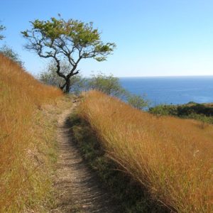 Sentier dans la savane, Cap La Houssaye